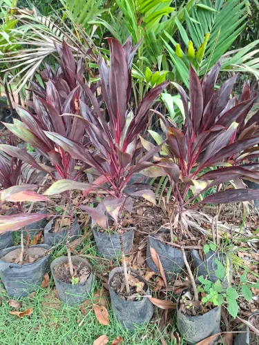 Dracena chocolate