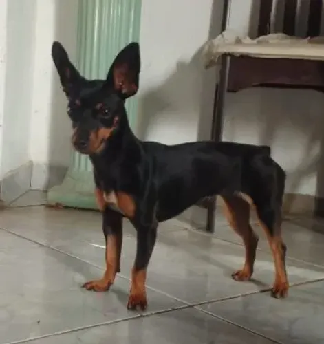 Cachorro