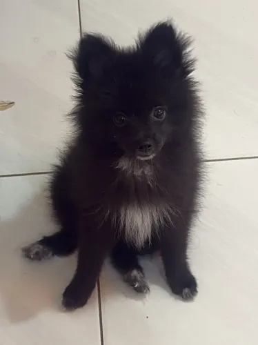 Spitz alemão