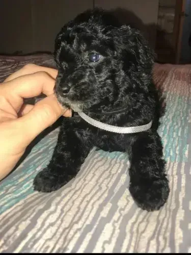 MALTES X POODLE O melhor companheiro para todas as horas. Zap 9.975I.649I