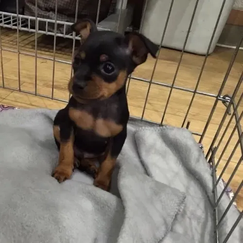 Pinscher mini - o menor tamanho 