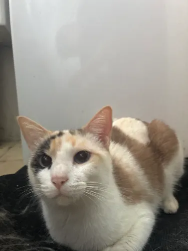 Gata fêmea castrada