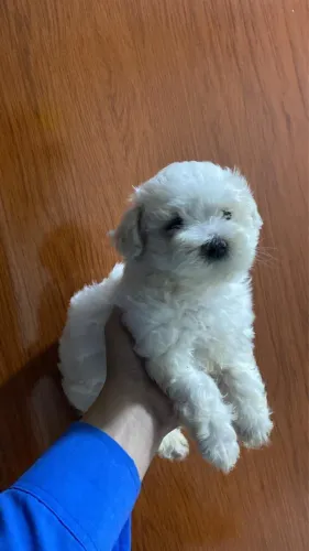 Filhote de maltês macho 2 meses