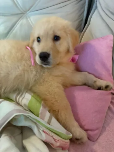 Filhote de Golden Retriever o filhote que faz cada dia começar com alegria 