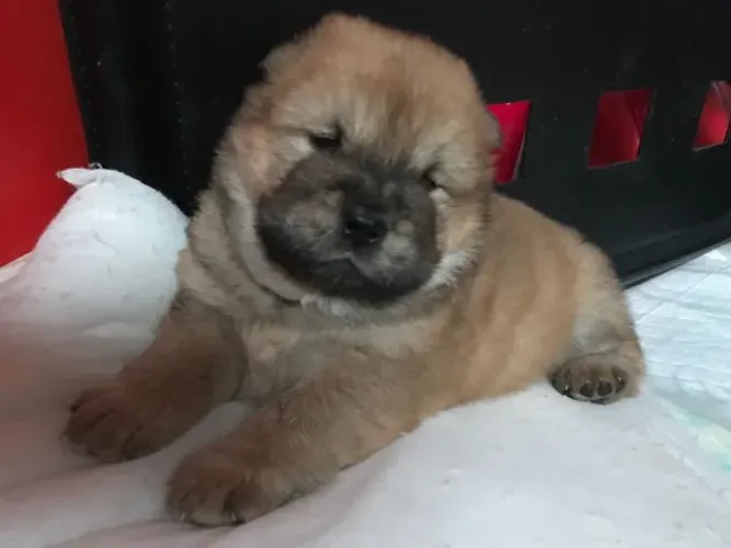 Chow Chow,Chow Chow Filhote Peludo e Pronto para um Novo Lar com Amor
