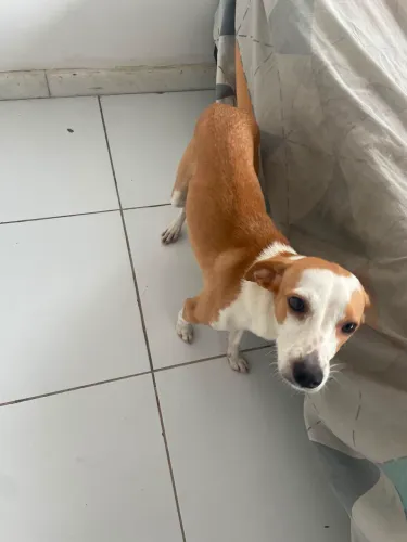 Adoção responsável de filhote de cachorra fêmea