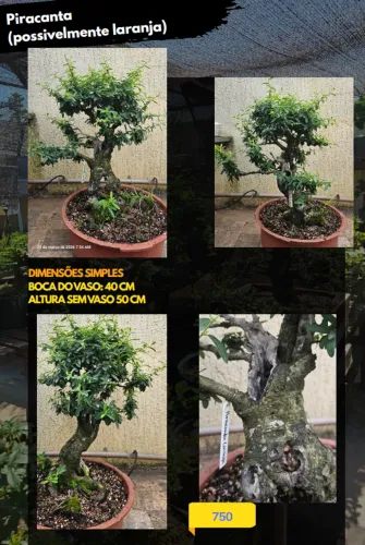 Pré-bonsai Piracanta Bonsai do Campo