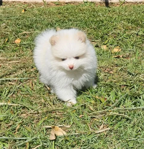 Spitz Alemão