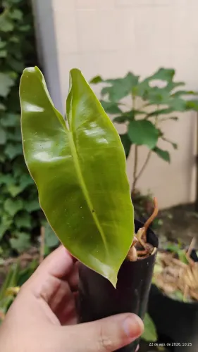 Philodendron burle Max (mudinha orgânica) - planta de sombra