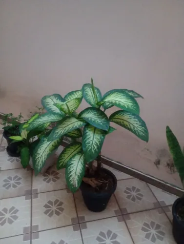 Planta comigo no quem pode