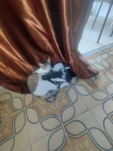 Gato pra doações 