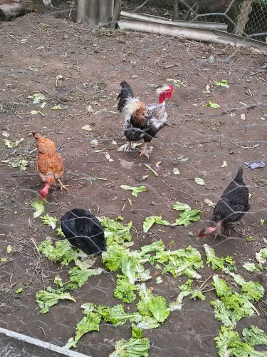 Galinha gsb pescoço pelalodo