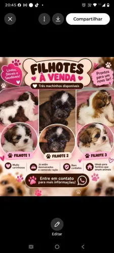 Shitzu com poodle