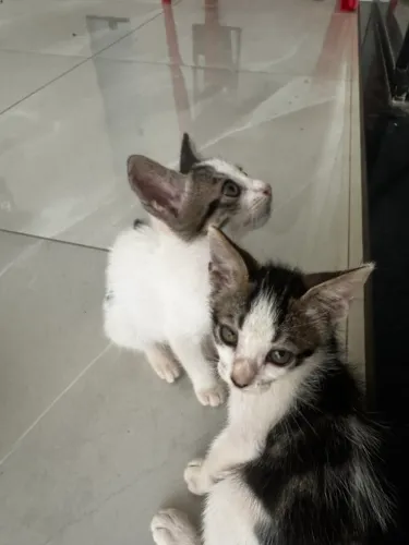 GATINHOS PARA DOAÇÃO.