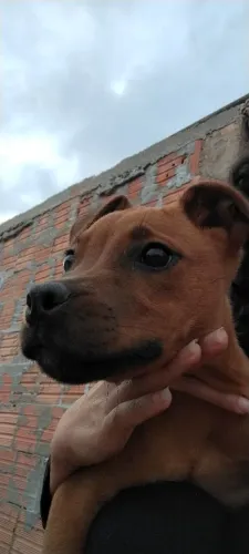 Doação de cachorro