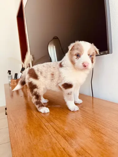 Border collie 