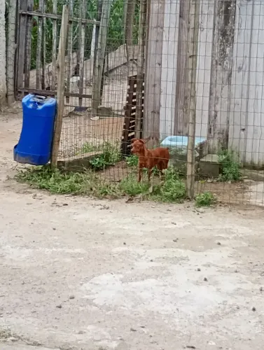 Cachorro
