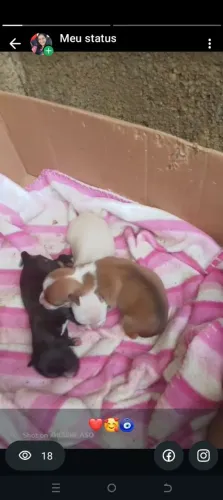 Pinscher número 1 fêmeas 