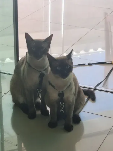 Doa-se dois gatos castrados irmãos