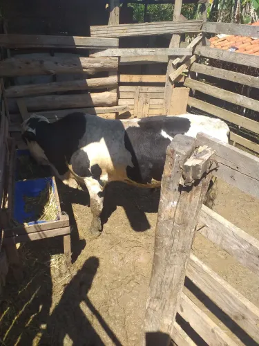 Mini boi