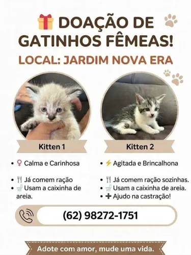 Doação de gatas