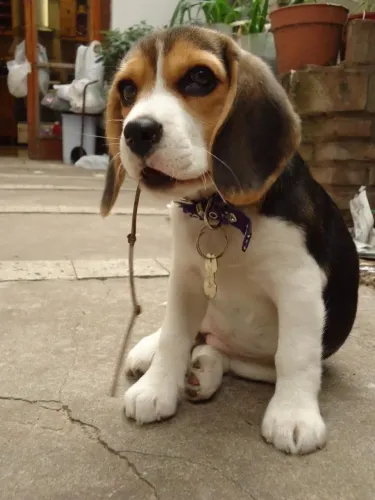 Beagle Sua busca pelo companheiro ideal termina aqui
