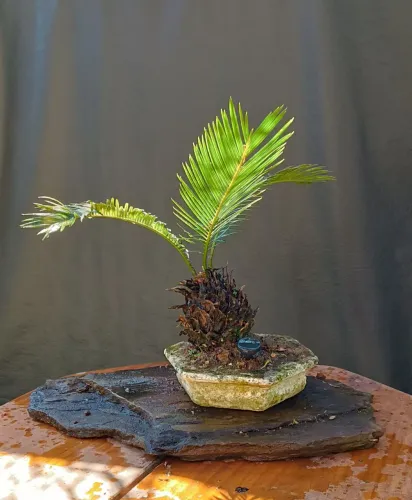 Bonsai palmeira!
