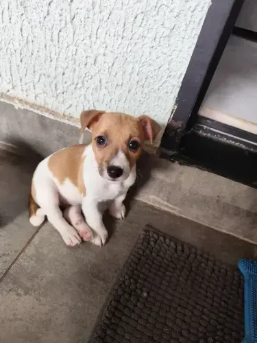 beagle x Jack Russel 