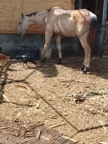 Vendo Cavalo Quarto de milha