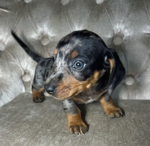PROMOÇÃO DE FINAL DE SEMANA! Dachshund/salsicha/teckel