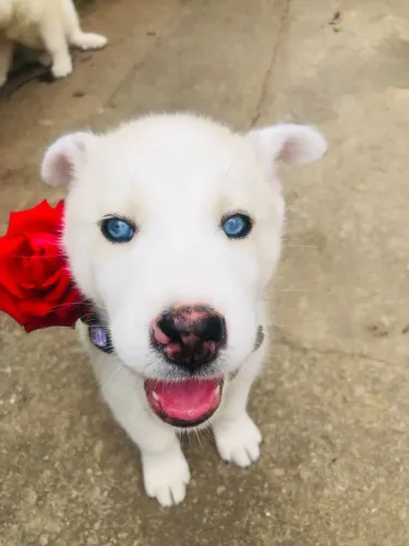 Husky siberiano