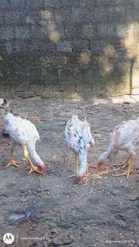 Frangos indo gigante 