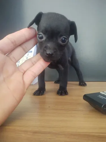 Pinscher fêmea 