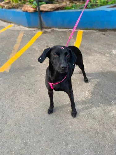 Cadela para adoção