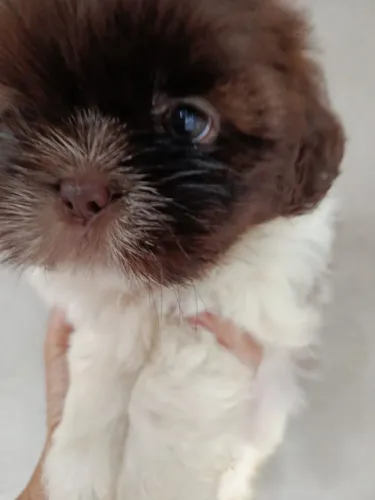 Filhote shih tzu, Leve para casa uma bolinha de pelos cheia de amor!