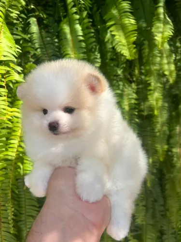 Spitz Alemão 