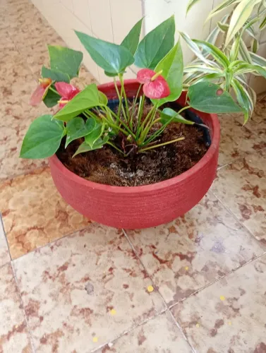Vende  se planta com vaso 