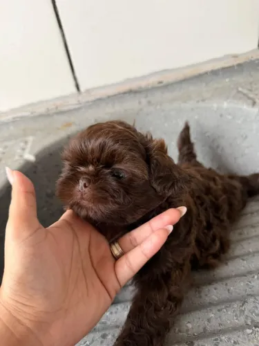 venda cachorrinho