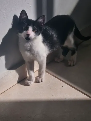 Doa-se gato