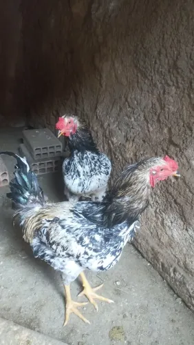 Galos e galinhas caipiras