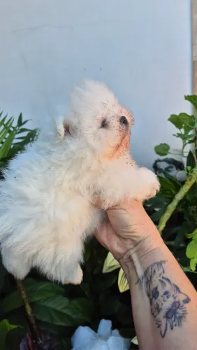 Cachorro