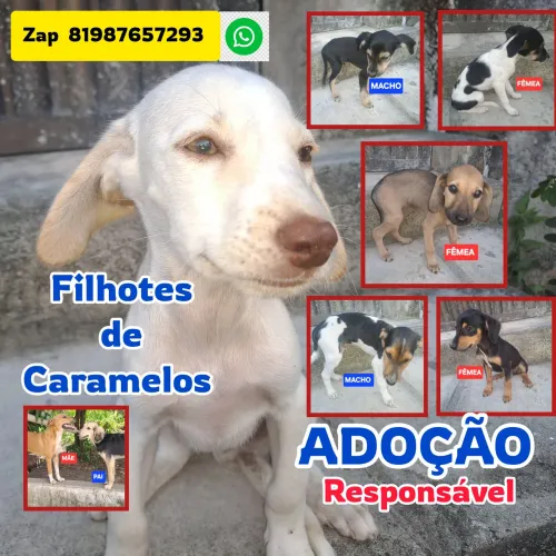 Adoção de Lindos Filhotes Caramelo(SRD)!
