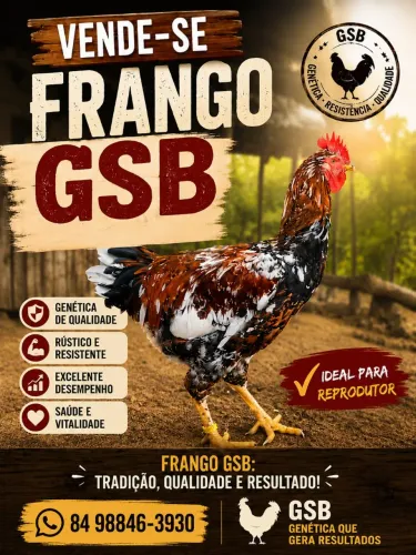 GSB - Galinha Sertaneja Balão