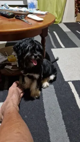 Doação Cachorro Shih-tzu