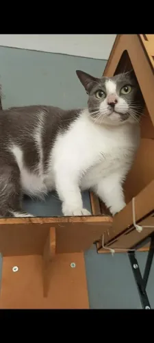 Luna, uma gatinha do outro mundo