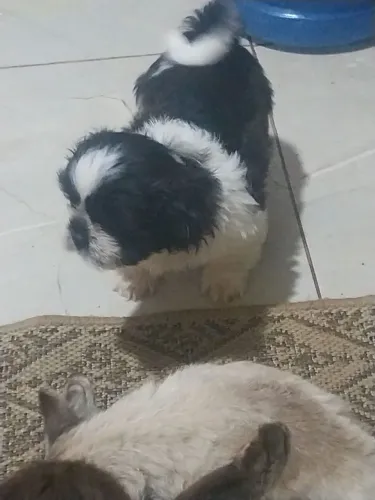 Filhotes de shi tzu