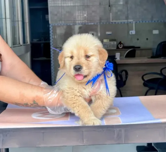 Golden Retriever disponível na loja física com pronta entrega