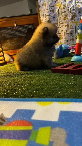 Filhote de Lulu da pomerânia / spitz alemão