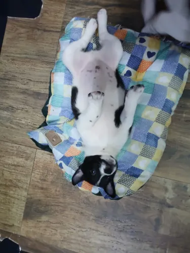 Porte pequeno/médio 