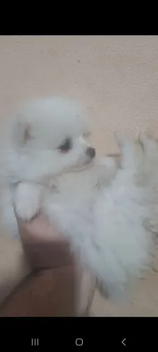 Lulu machinhos